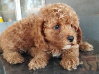Maltipoo bebek yüzlü yavrularımız