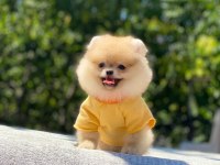 Pomeranian Boo safkan ayı surat bebeklerim
