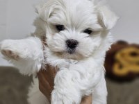 TEACUP KOREKAN MALTESE YAVRULARIMIZ