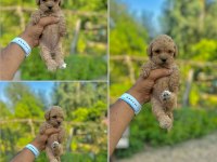 Google görsellerde bile olmayan maltipoo