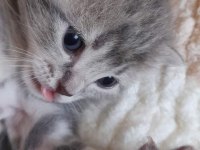 Scottish fold