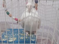 Konuşan Evcil Sultan Papağanı