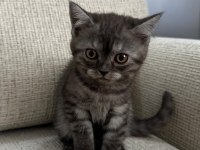 2 aylık British Shorthair Yavru Kediler