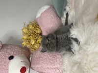 2 aylık oyuncu ayı surat british longhair yavrular