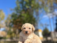 54 günlük dişi Poodle