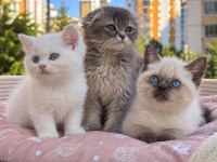 British Blue Point Longhair Bebekler