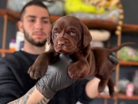 Burkemden a kan labrador yavrularımız