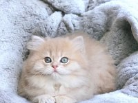 SHOW KALİTE SAFKAN BRİTİSH LONGHAİR SHORTHAİR