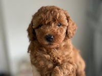 Orjinal poodle yavrular