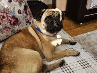 2 yaşında yetişkin pug