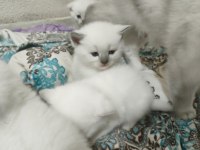 2 AYLIK BRİTİSH MENDERES