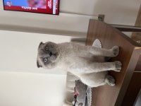 scottish fold 1 yaşında