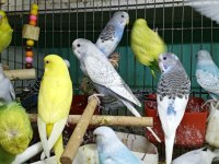 HER RENK YAVRU MUHABBET KUŞLAR