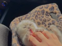 Blue point scottish fold