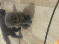 scottish fold yavru
