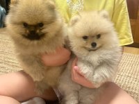 Pomeranian dişi 2,5 aylık