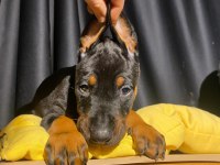 Üst kalite estetikli Doberman yavrularımız
