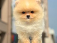 Show kalite pomeranian yavruları erkek ve dişi