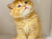 55 günlük British Longhair dişi ve erkek yavrular