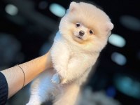 Teacup ayı surat pomeranian boo yavrularımız