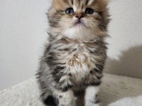 British Longhair Golden Tabby
