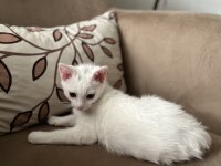 Ankara kedisi ücretsiz sahiplendirme