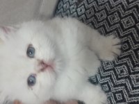 British shorthair beyaz yavru
