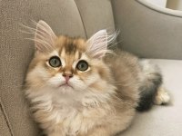 Golden british longhair bebeğimiz