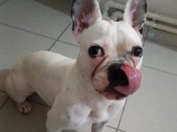 2 yaşında akıllı dişi french bulldog