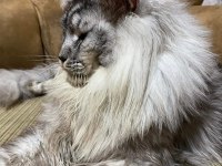 Gerçek Şampiyon ve TR Birinci Baba nın Maine Coon Çocukları