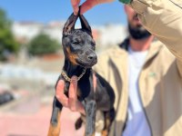 King siyah kızıl doberman yavrular