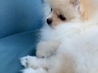 6 aylık erkek micro boy pomeranian boo