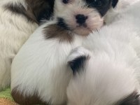 2 aylık yavru dişi morkie