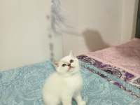 British Shorthair / Longhair Yavrular