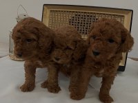 Muhteşem Irk Garantili Poodle Yavrularım