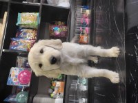 3 Aylık Golden Retriever Sahiplendirme