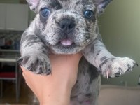 Merle ve Blue Irk Garantili French Bulldog Yavrular