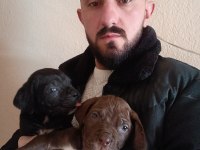 Cane corso yavrularımız ırk garantili