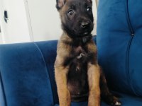 Hırs küpü belçika kurdu yavruları