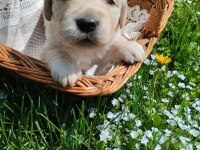Golden Retriever Gelip Görerek Alabilirsiniz