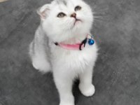 55 günlük Scottish Fold Silver Dişi