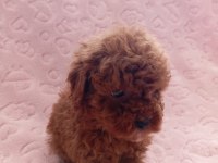 BİRBİRİNDEN GÜZEL EV ÜRETİMİ POODLE BEBEKLERİMİZ