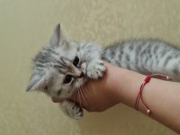 2 aylık british shorthair acil sahiplendirme