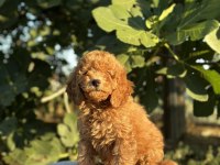 A Kalite Toy poodle Yavrular