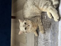 Badem british shorthair kedimiz