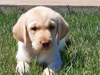 Küt Burun Şampanya Rengi Labrador Yavruları 