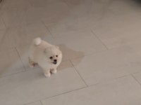 2.5 aylık pomeranian erkek
