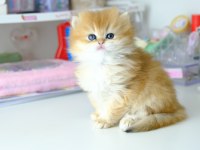 British Longhair Golden Top Kafa Yavrumuz