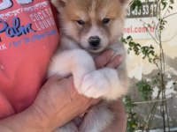 (SDK) çiftlikten japon akita inu yavrular