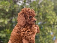 8 ay ve 1,5 yaş dişi toy poodle köpekler